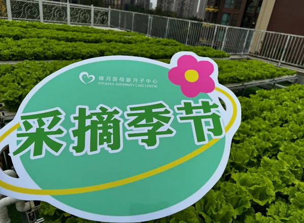 在成都月子中心坐月子，吃上自己采摘的新鲜有机蔬菜啦！5